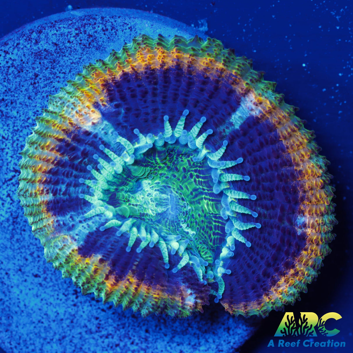 ARC Fat Tuesday Acan