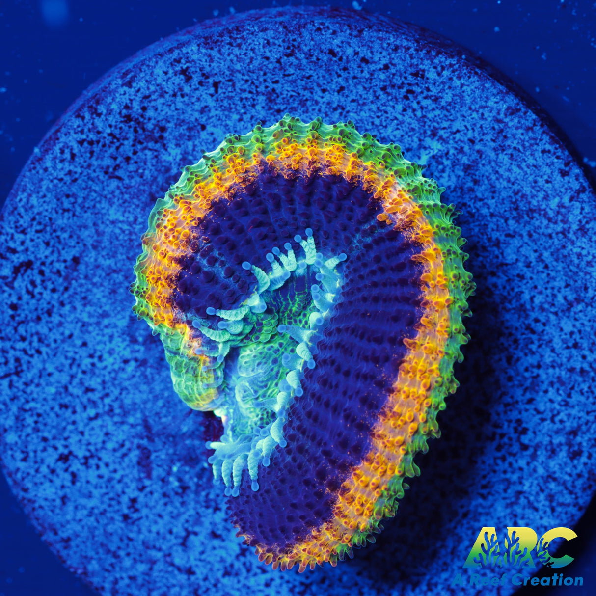 ARC Fat Tuesday Acan