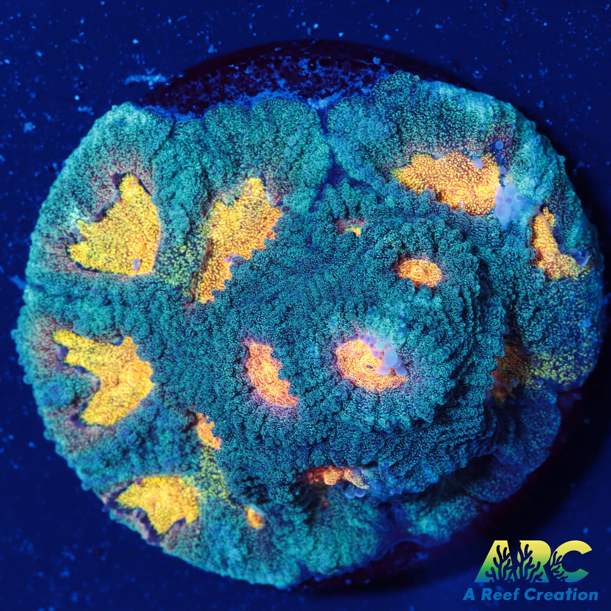 Mia's Pot of Gold Favia