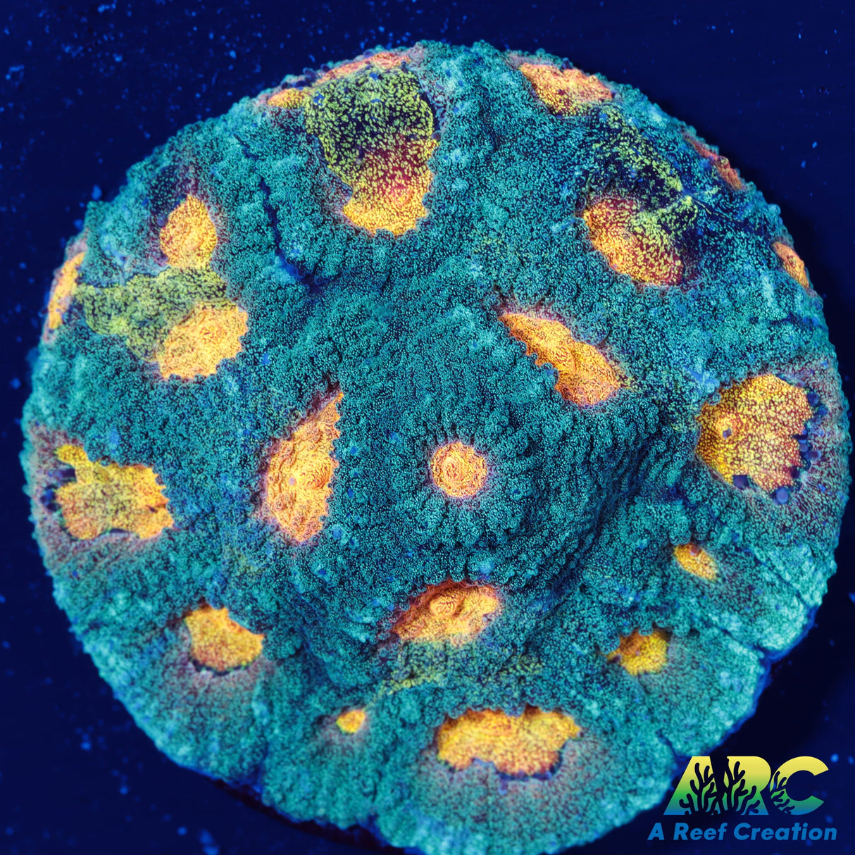 Mia's Pot of Gold Favia