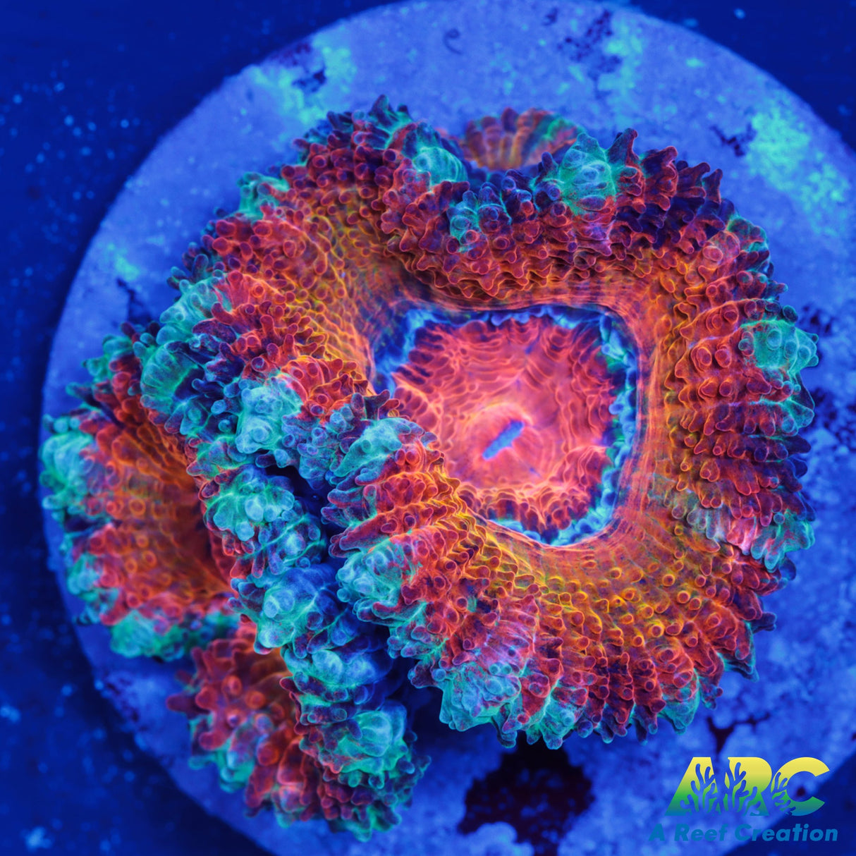 ARC Charmander Acan