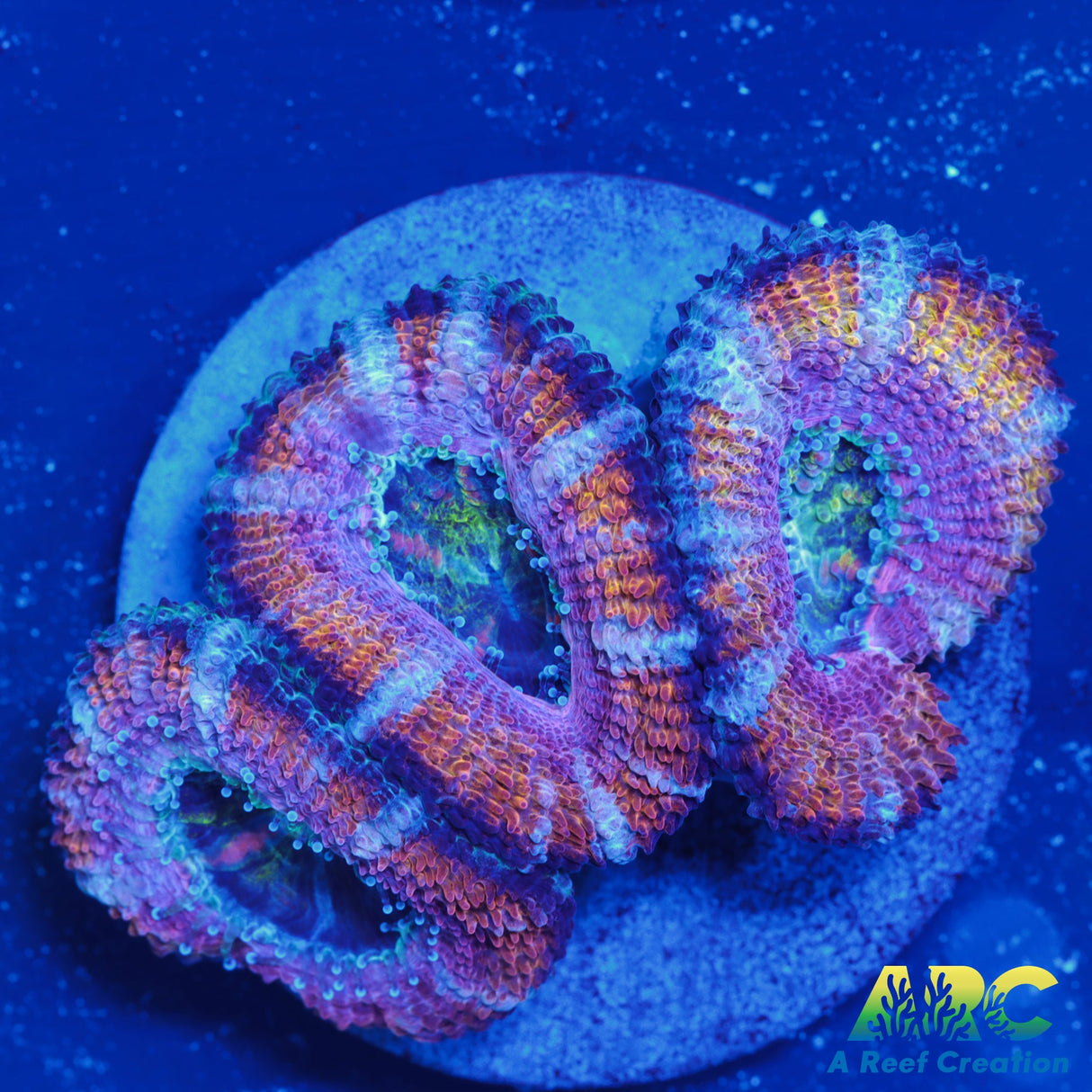 ARC Rainbow Wheels Acan