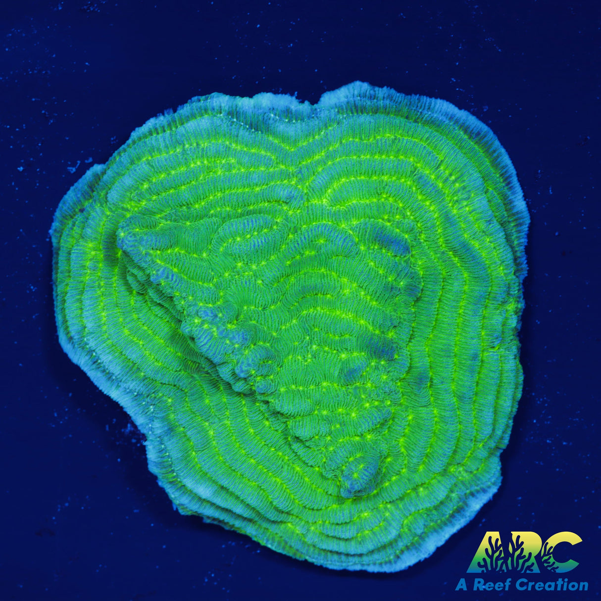 Green Pachyseris
