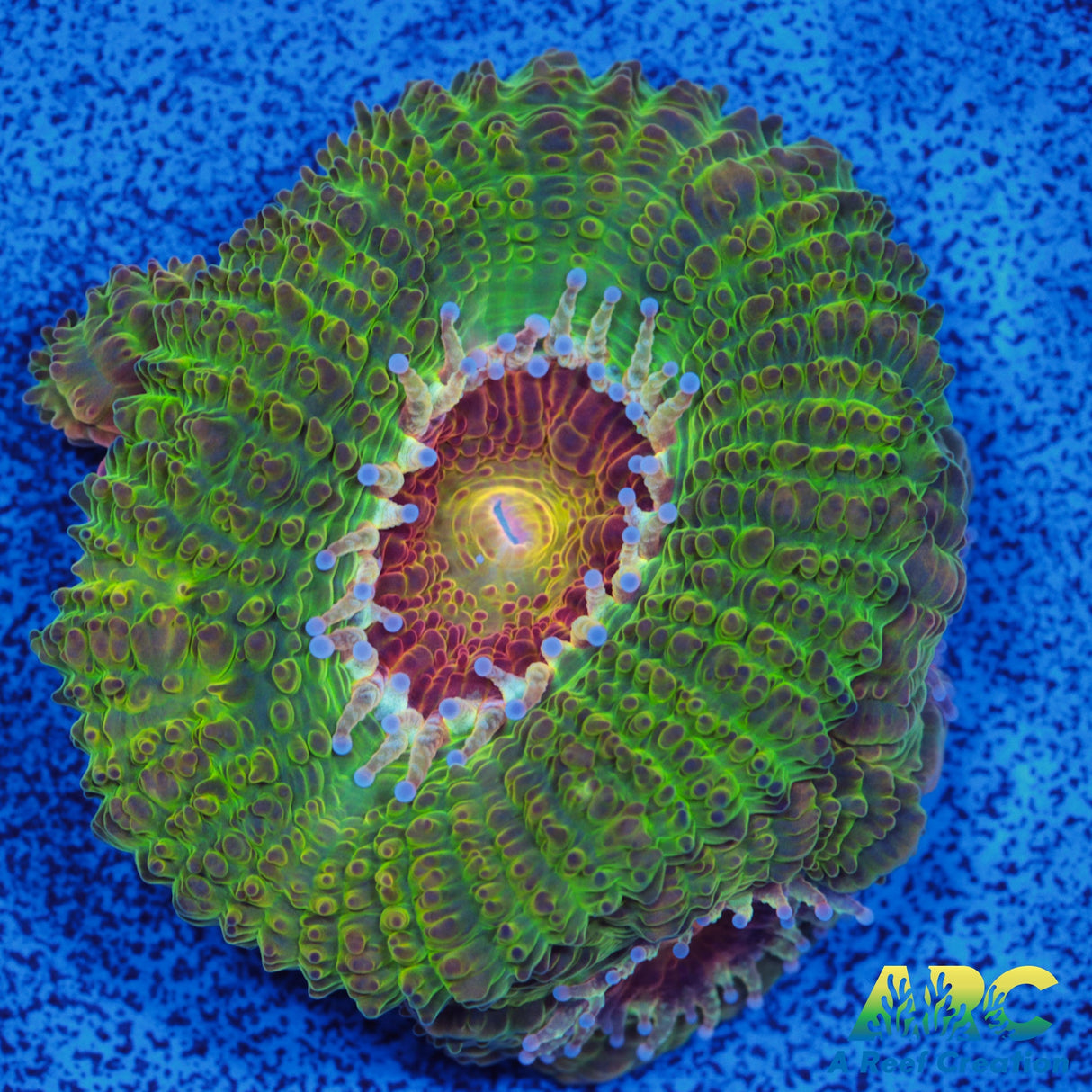 CC Dragon Berries Acan