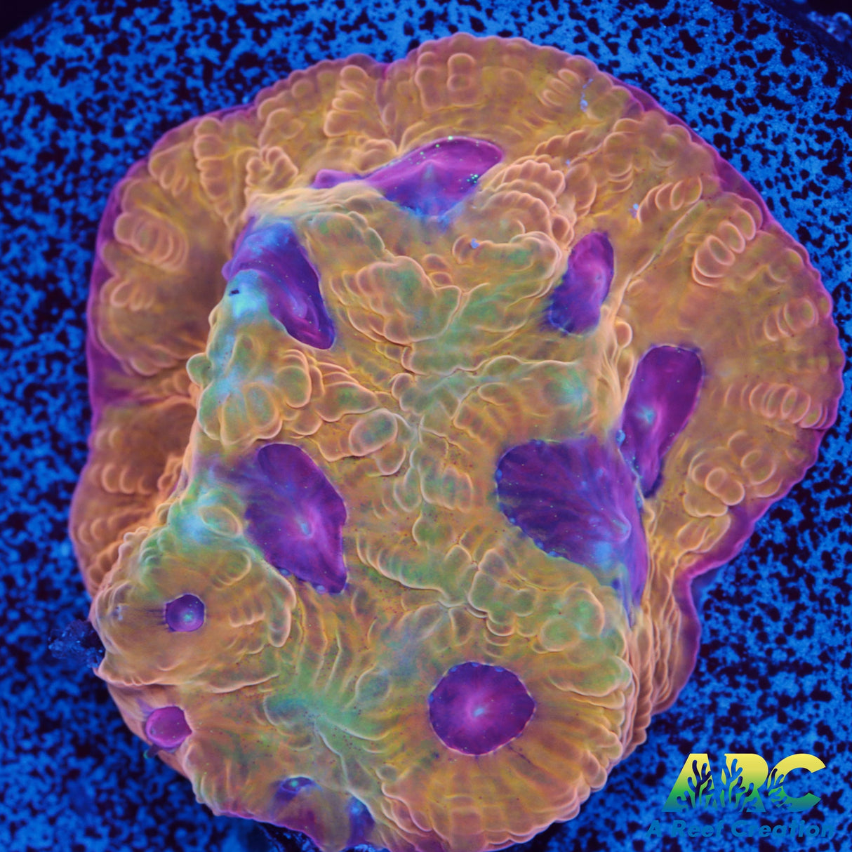 Pineapple Express Favities