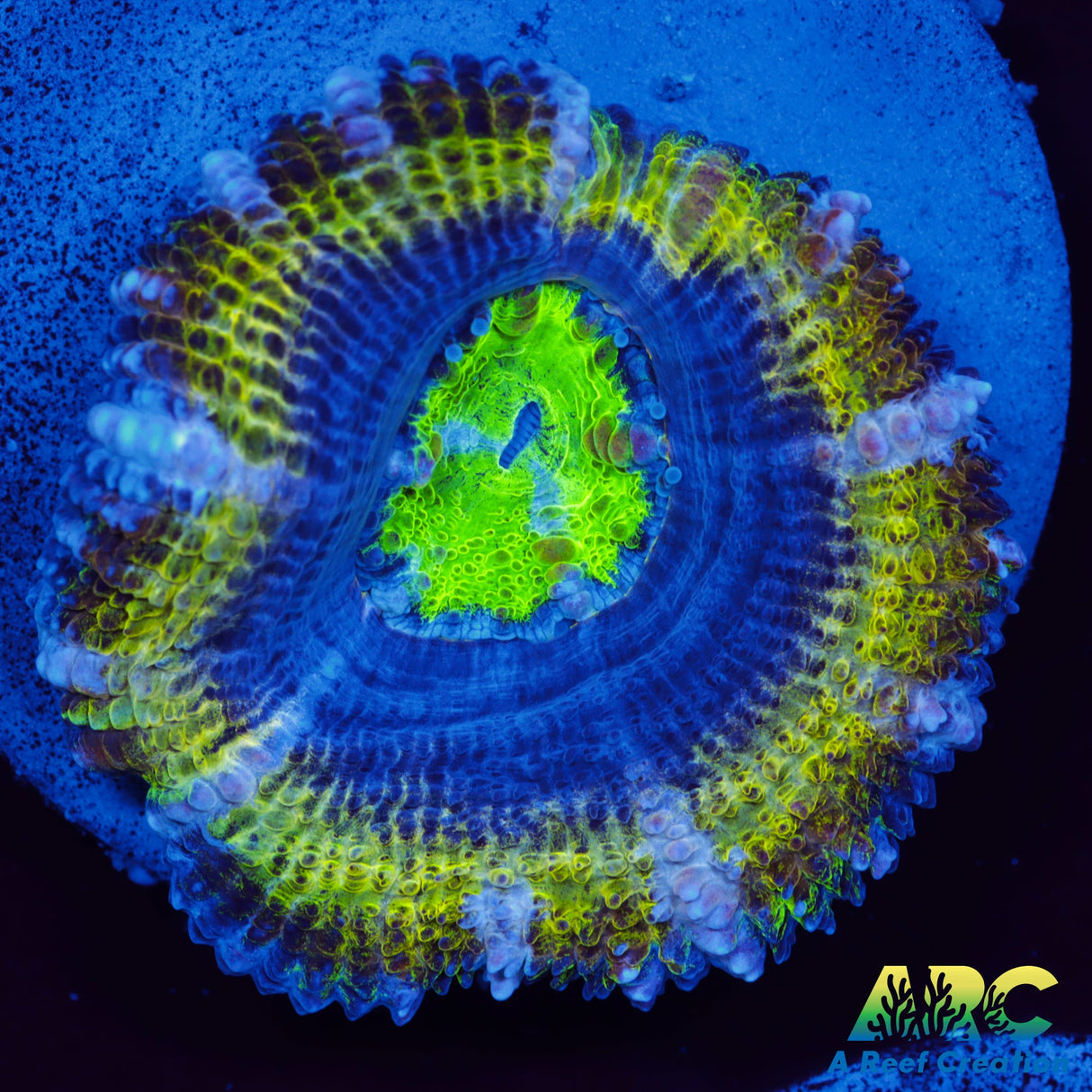 ARC Supersonic Acan