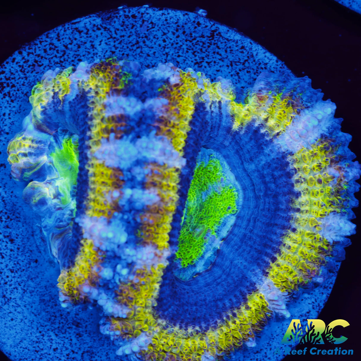 ARC Supersonic Acan