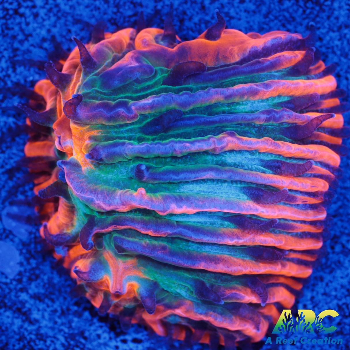 ARC Orange Center Plate