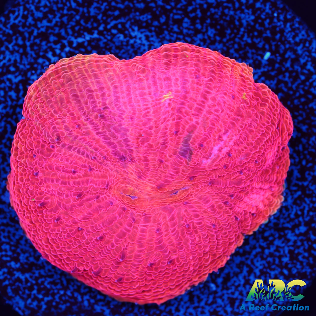 WWC Diablo Diaseris Plate