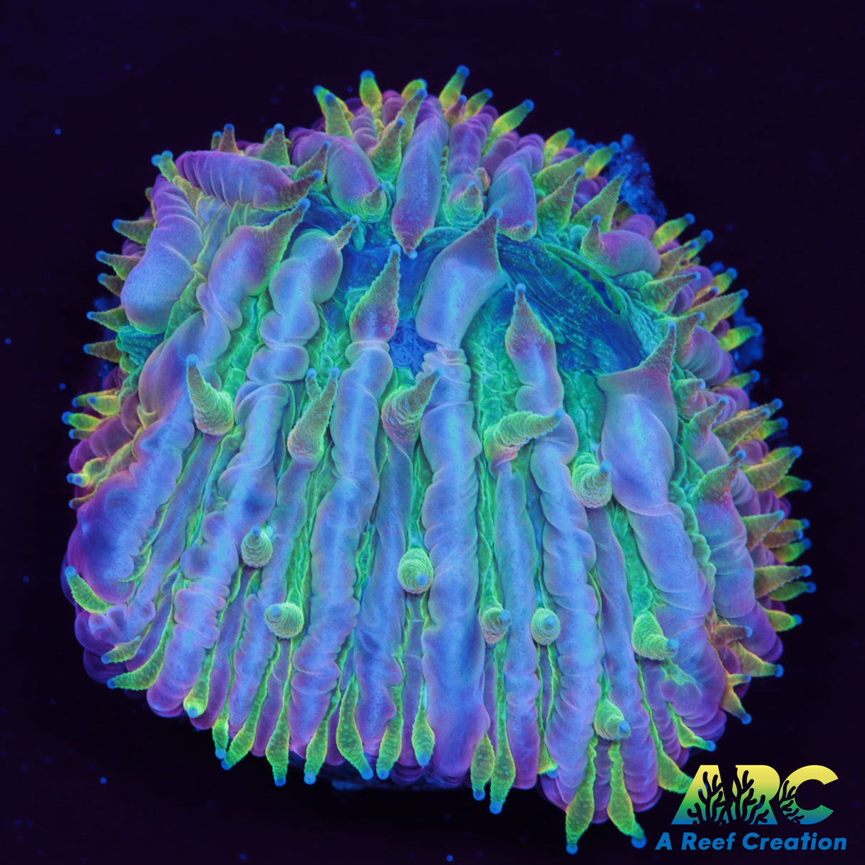 ARC Translucent Plate