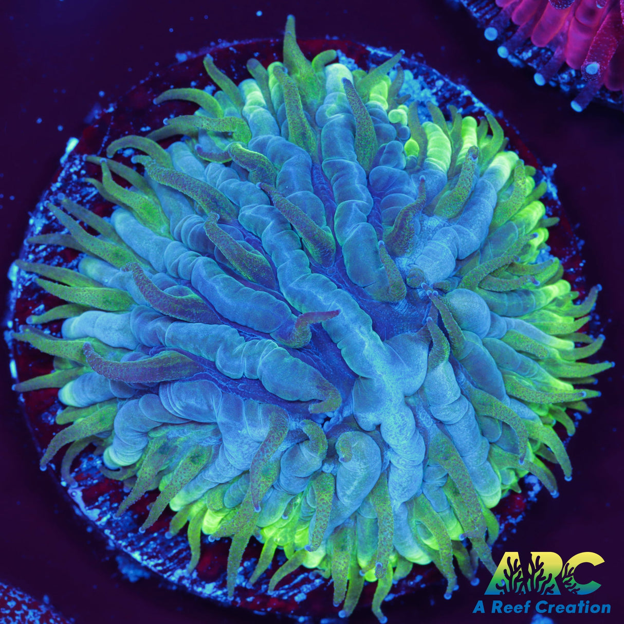 ARC Translucent Plate