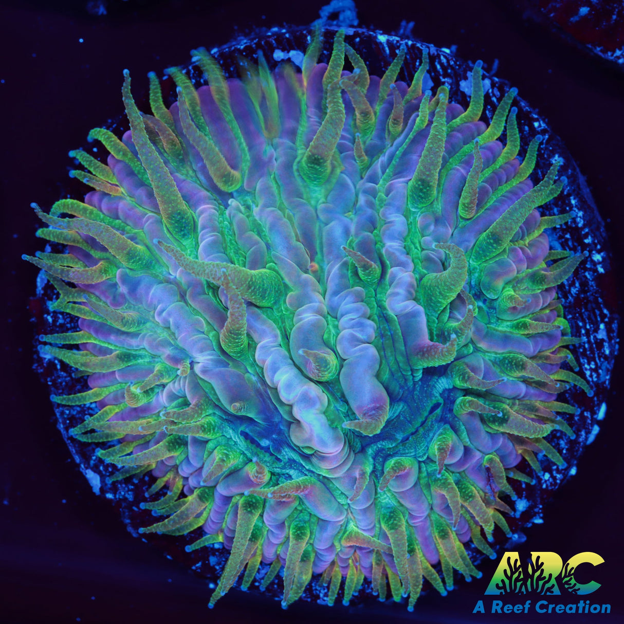 ARC Translucent Plate