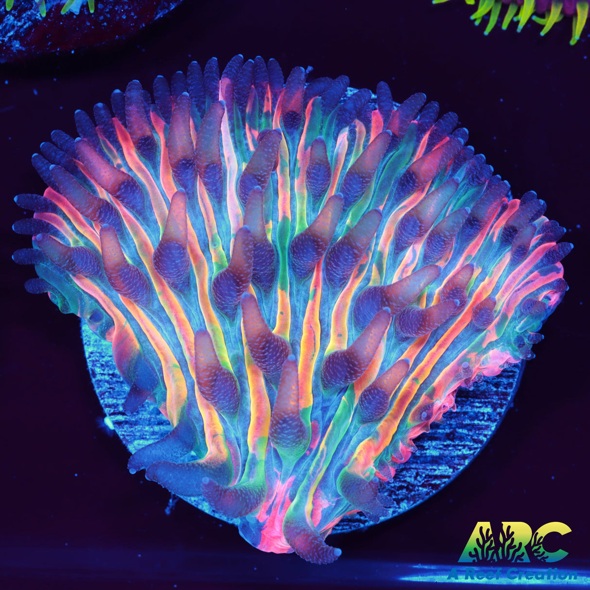 ARC Rainbow Sherbet Plate