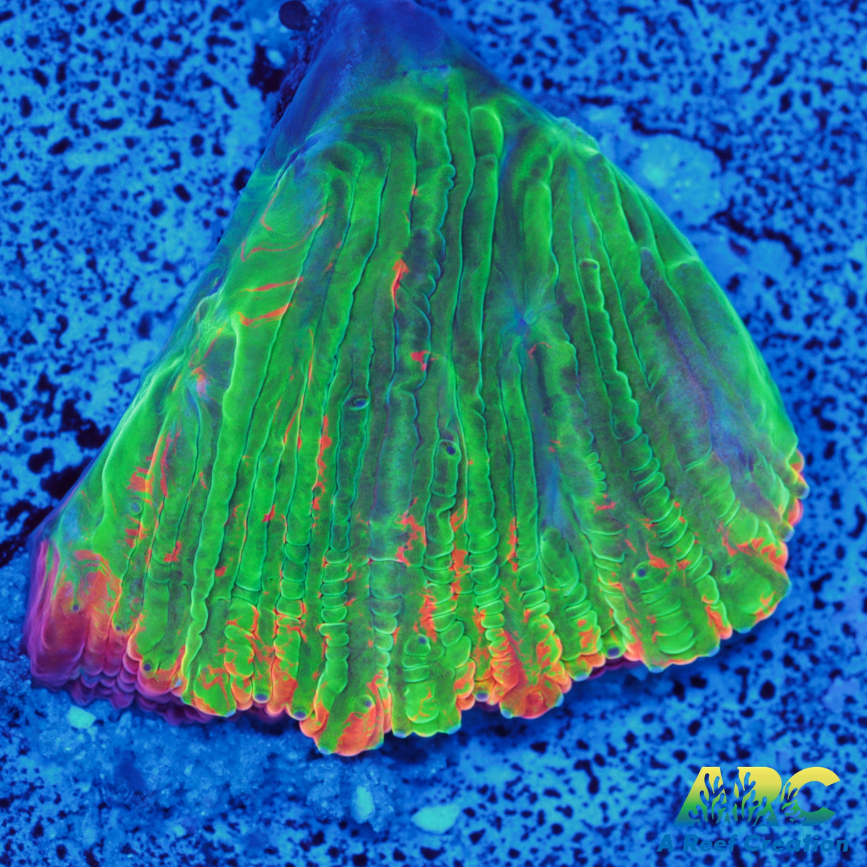 Bleeding Apple Disaeris