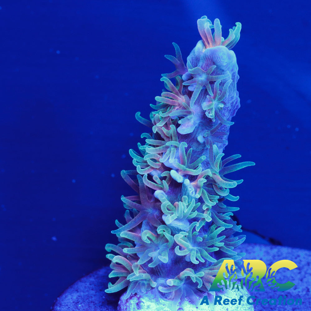 ARC New Release Time Capsule Tenuis