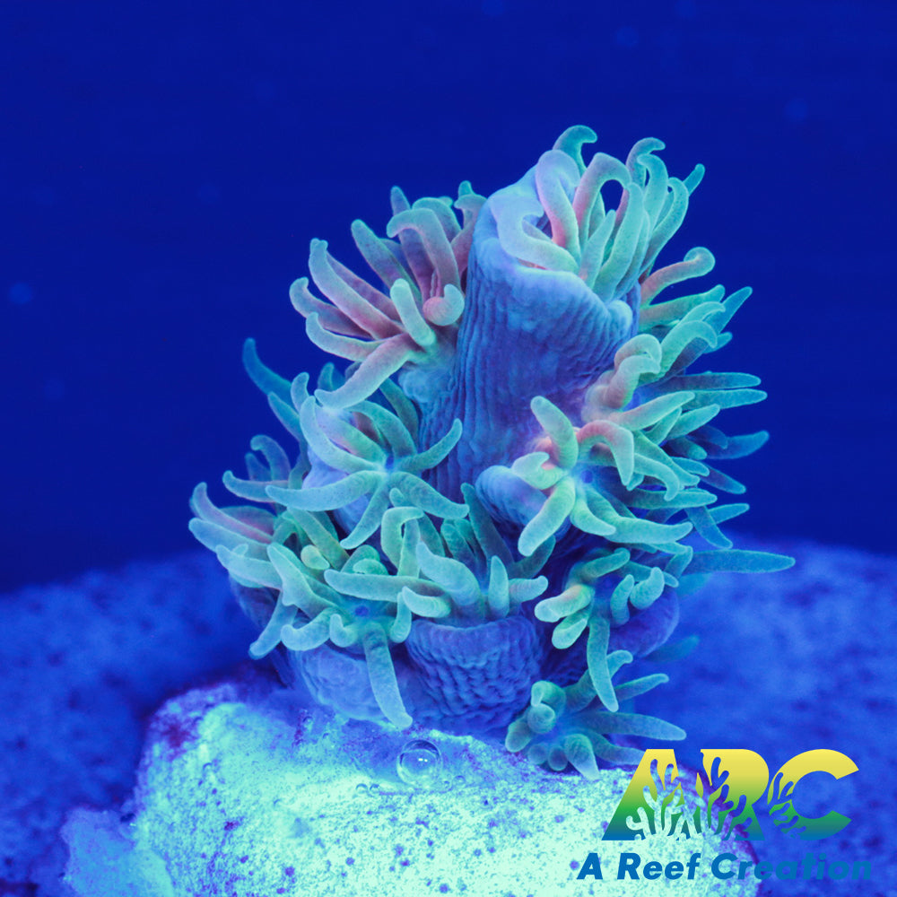 ARC New Release Time Capsule Tenuis