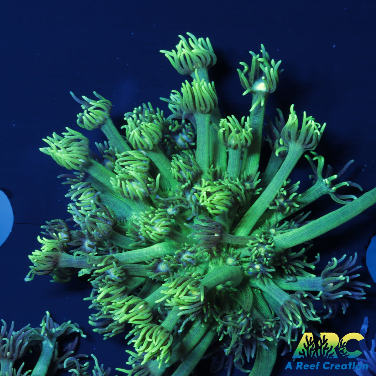 Tank Cultured Green Goniopora