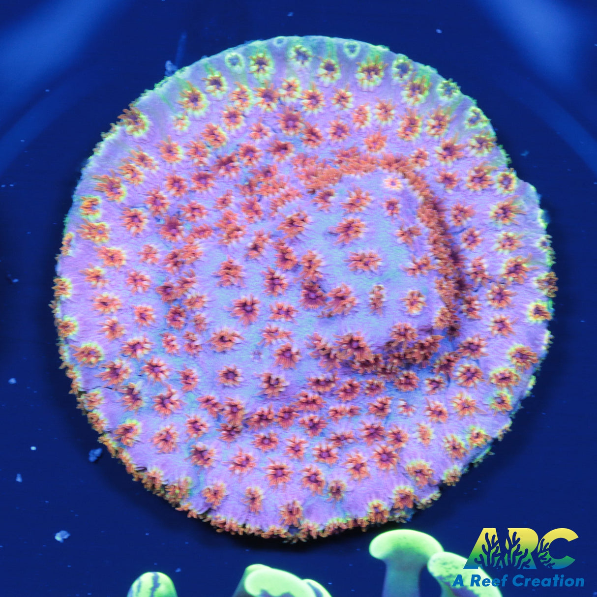 Skittles Bomb Cyphastrea