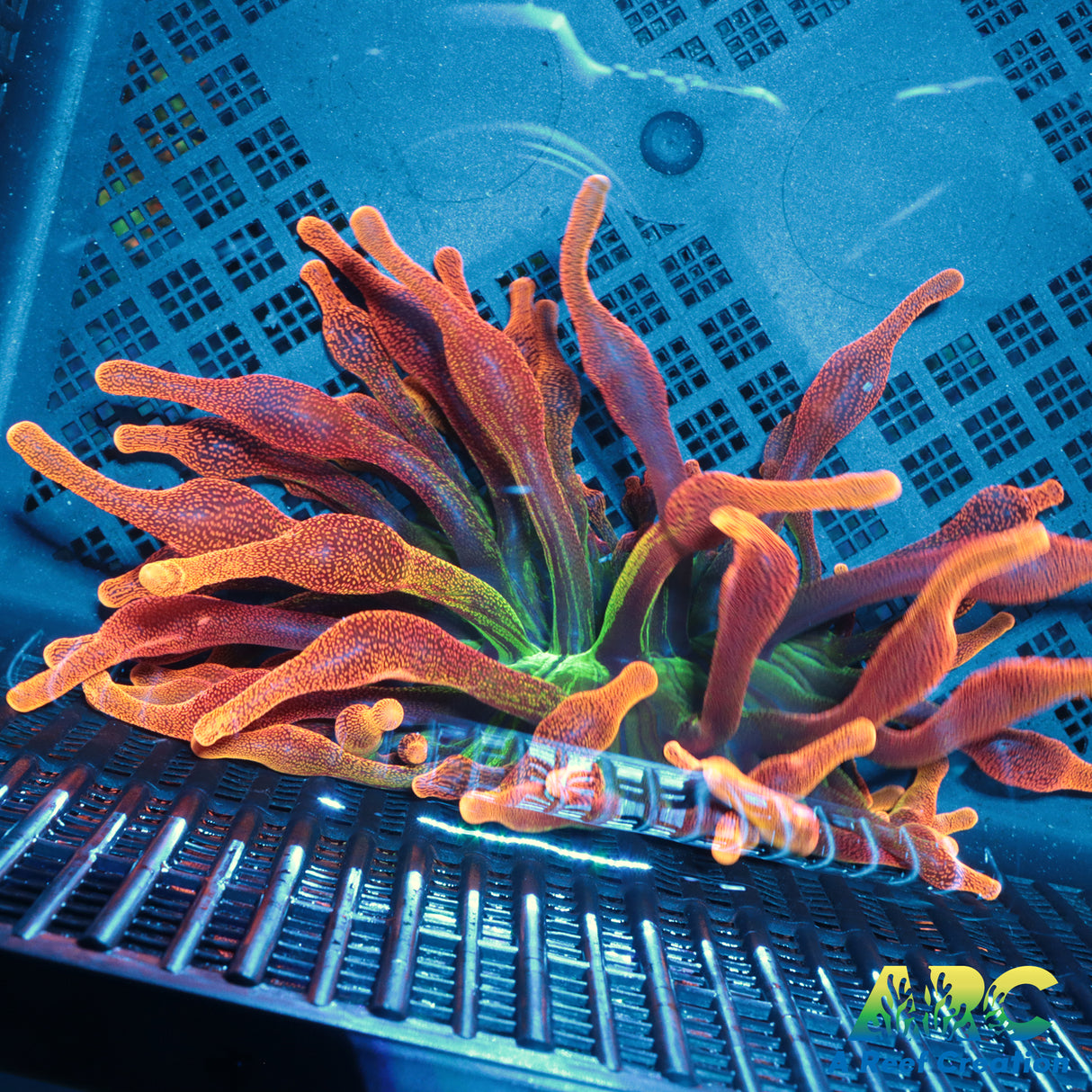 Chicago Sunburst Anemone