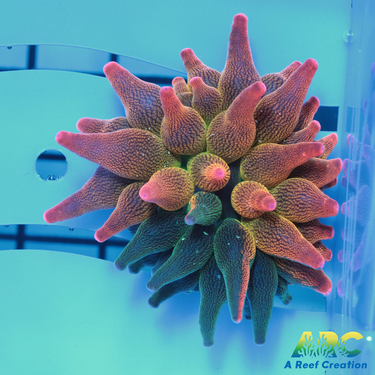 ECC Nexus Burst Anemone