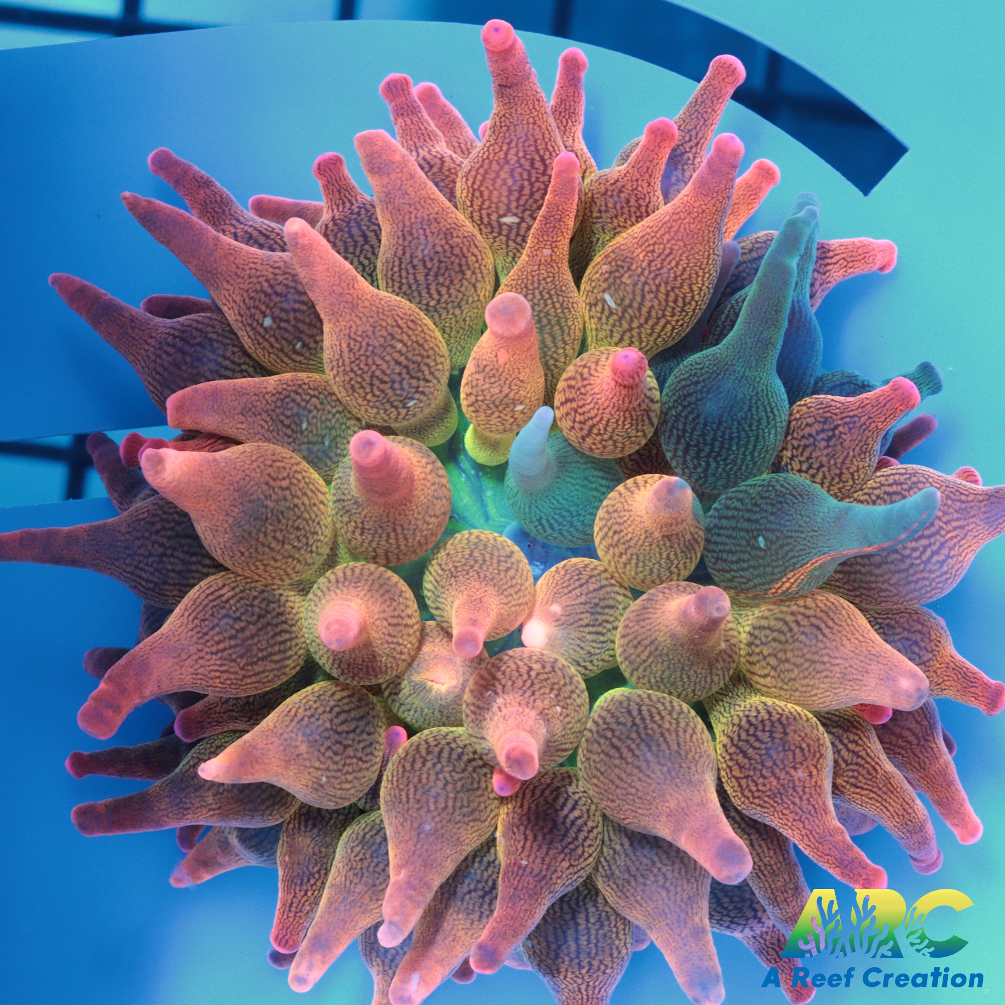 R-OCT22-2049.jpg?crop=center&