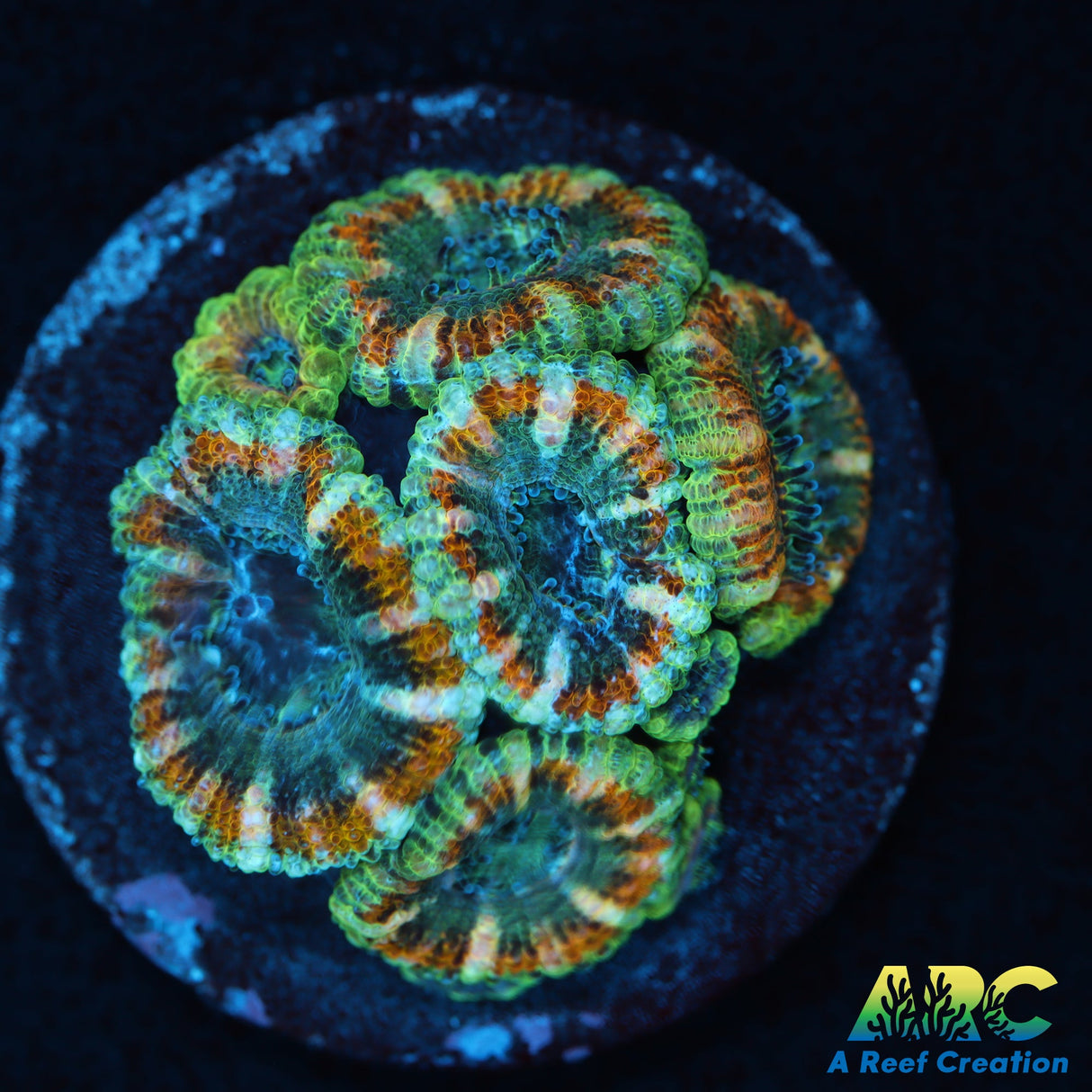 ARC Lavender Acan