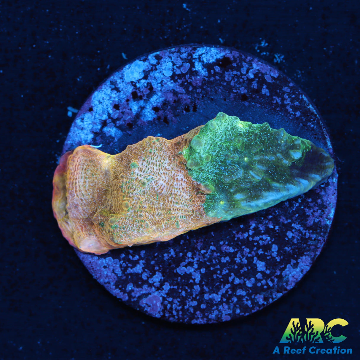 ARC Pastel Rainbow Chalice