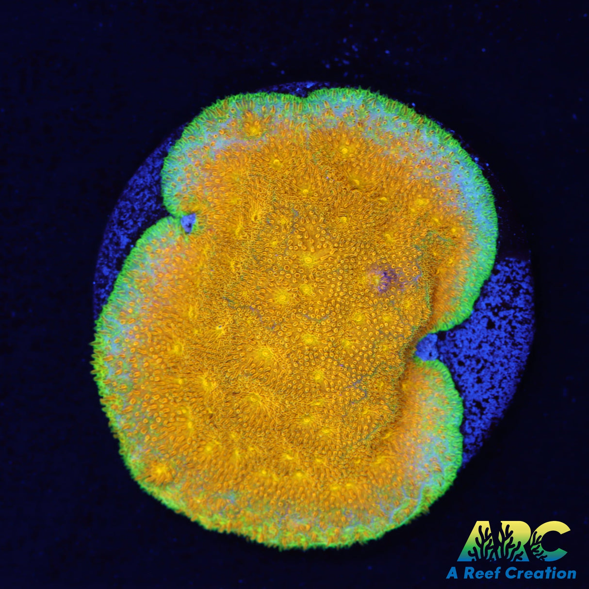 Watermelon Psammacora