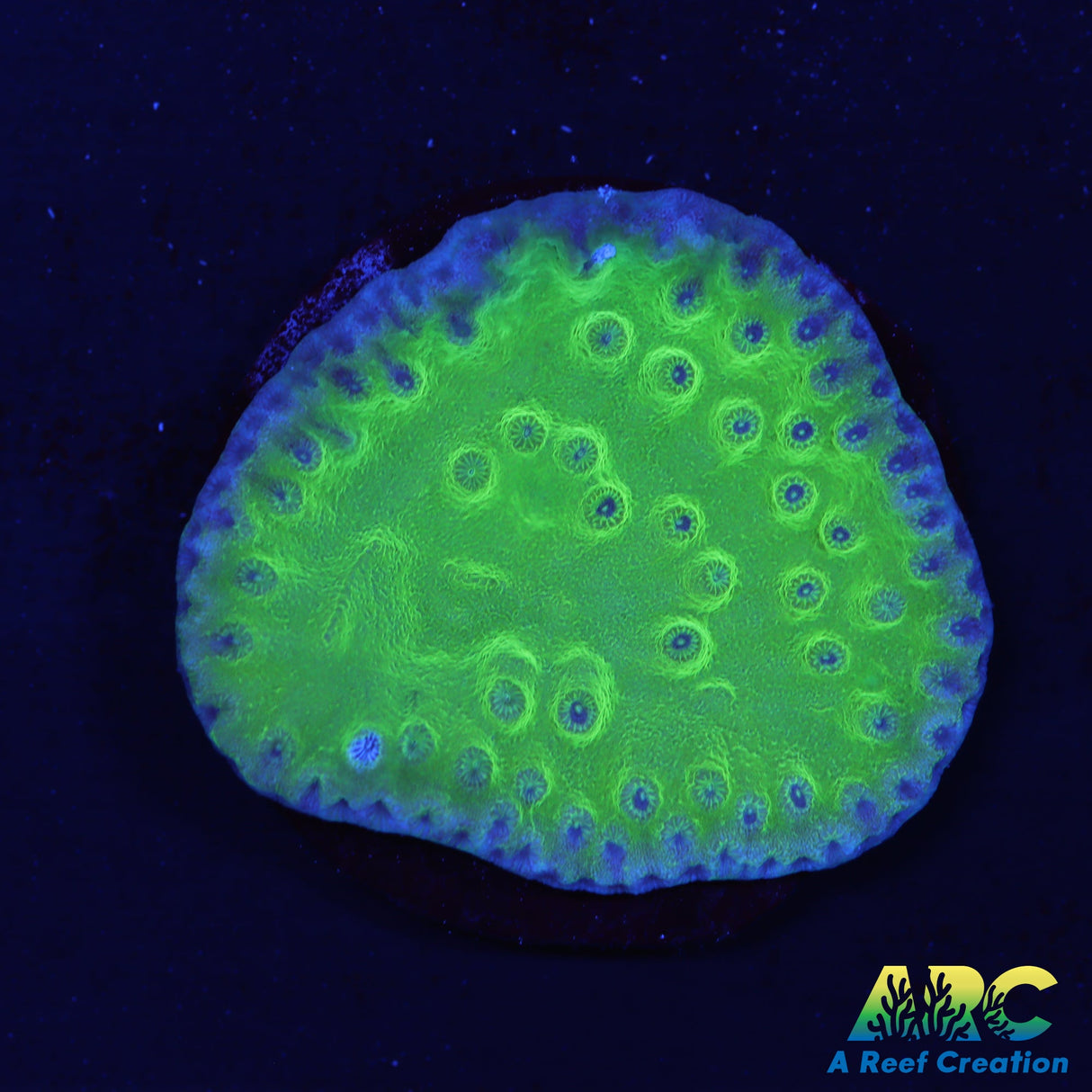 Green Turbinaria