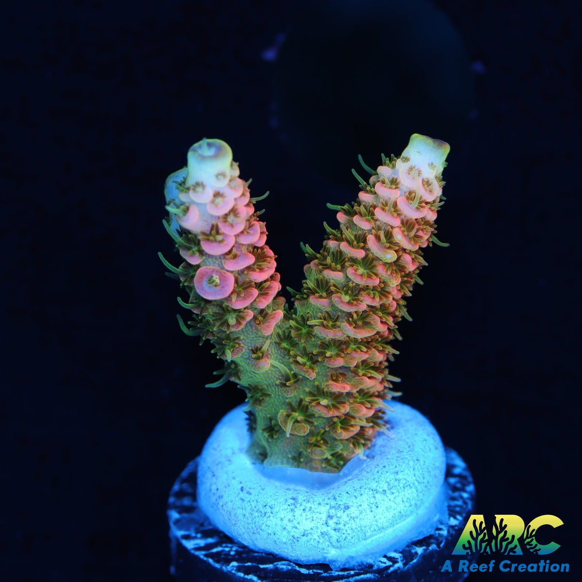 asd-rainbow-milli-a-reef-creation