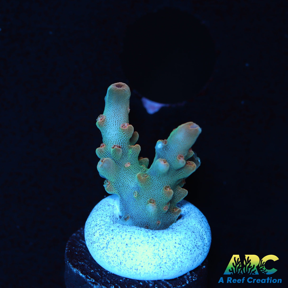 Anthony's Pink Granulosa