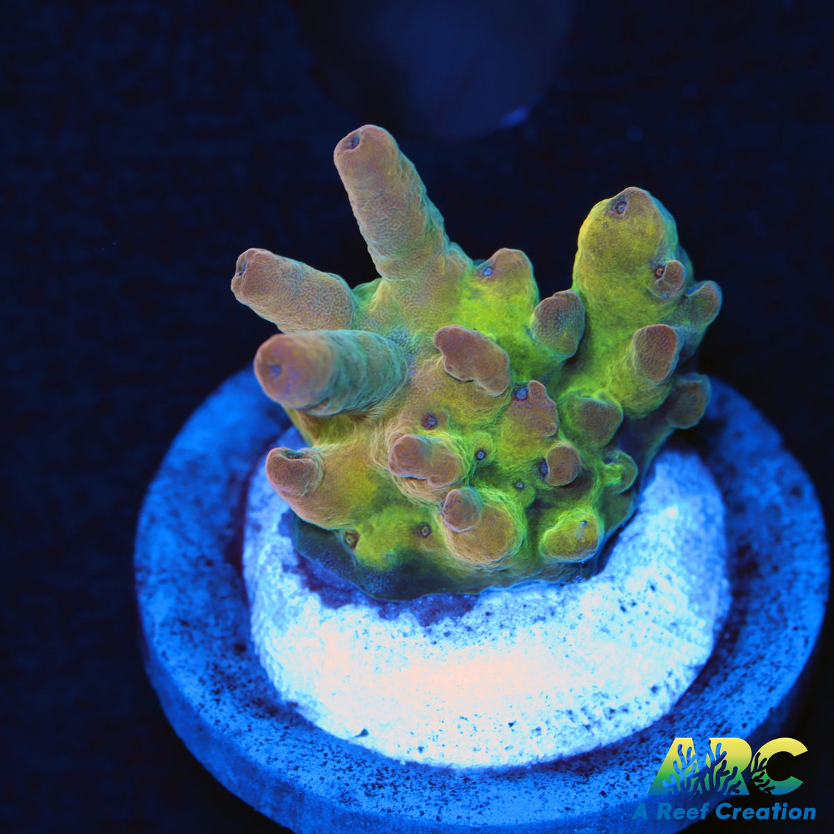 RRC Jaw Dropper A Reef Creation