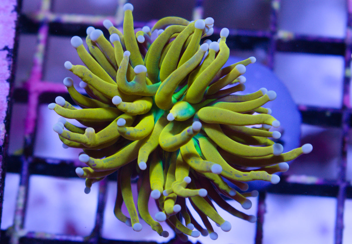 ARC Malaysian Area 51 Torch