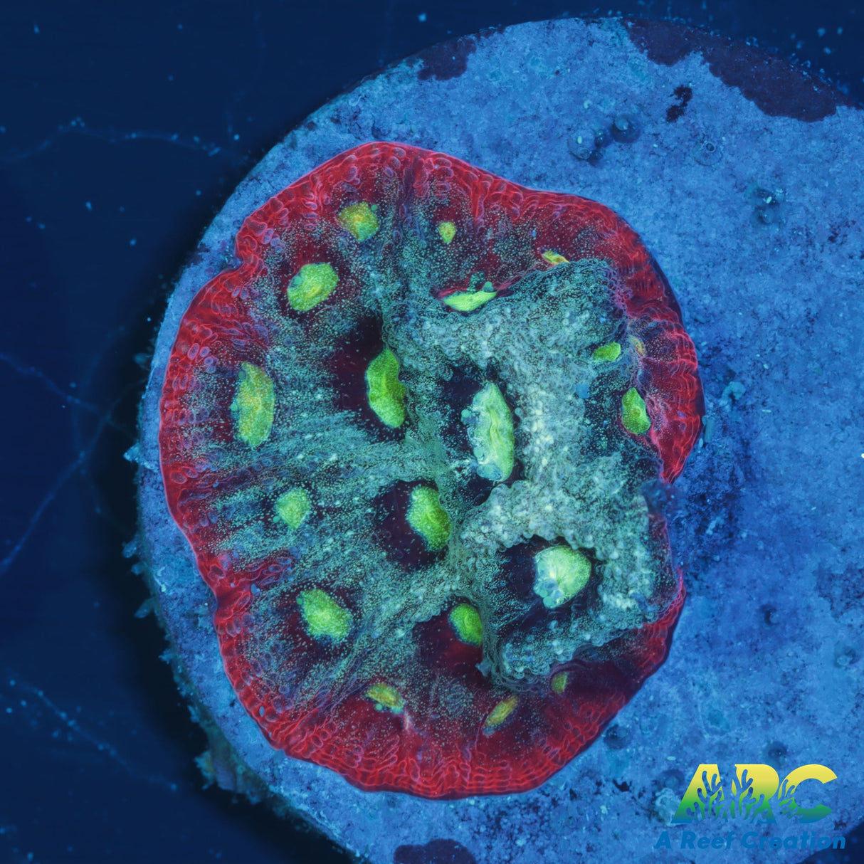 ARC Pastel War Coral