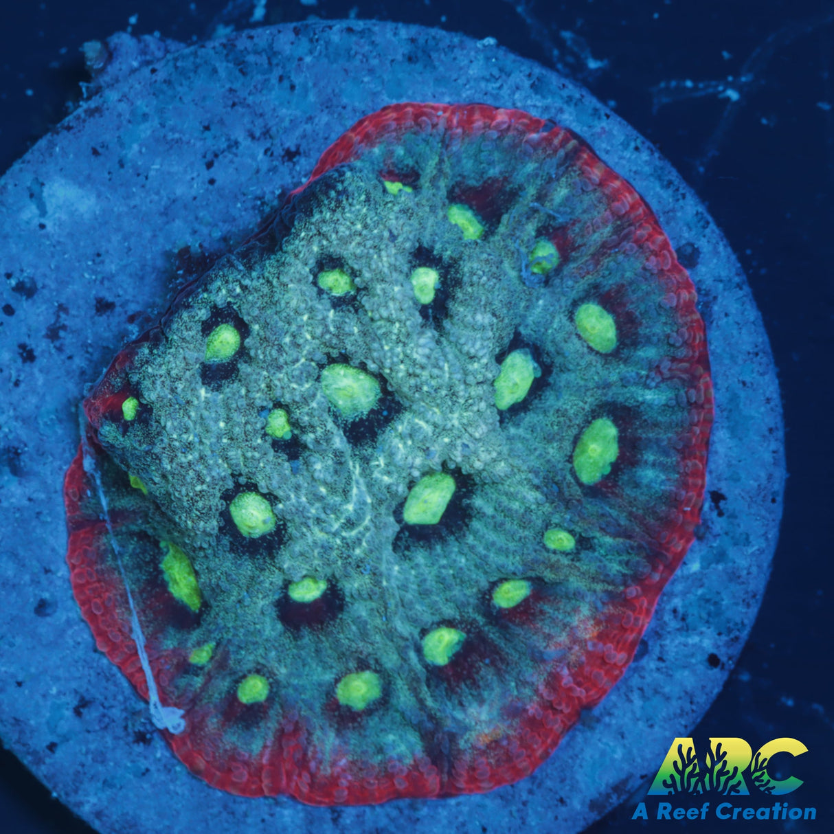 ARC Pastel War Coral