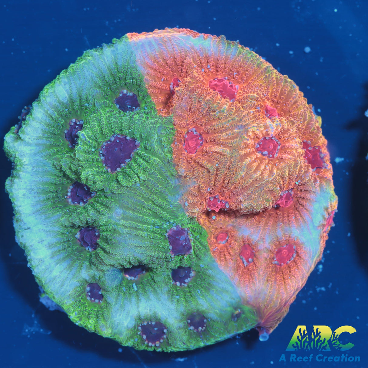 Two Faced Fascination Favites