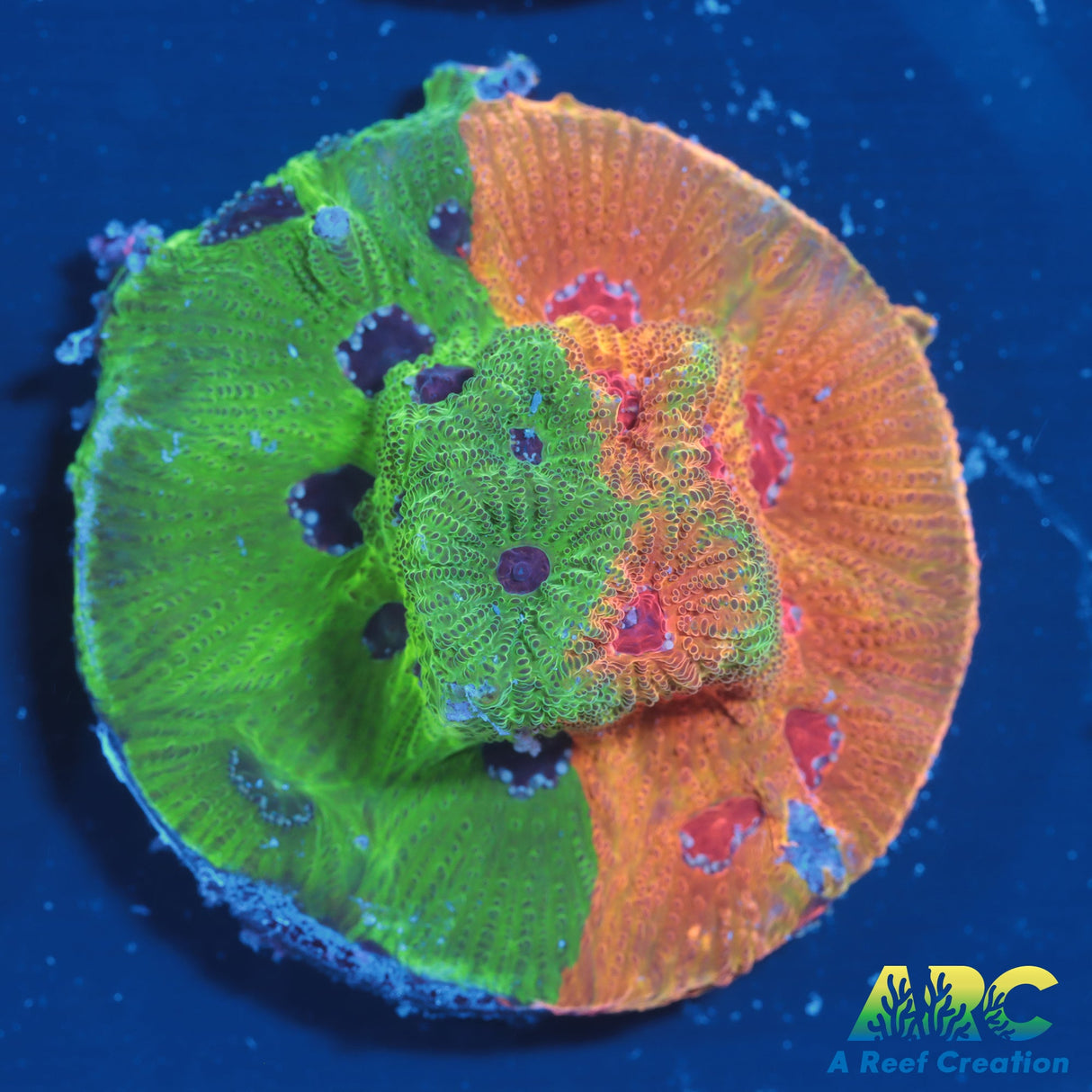 Two Faced Fascination Favites