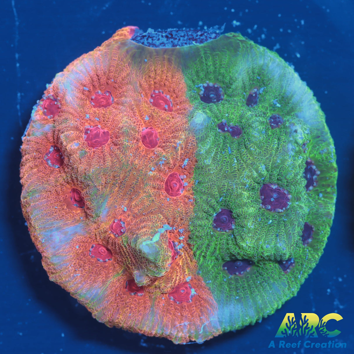 Two Faced Fascination Favites