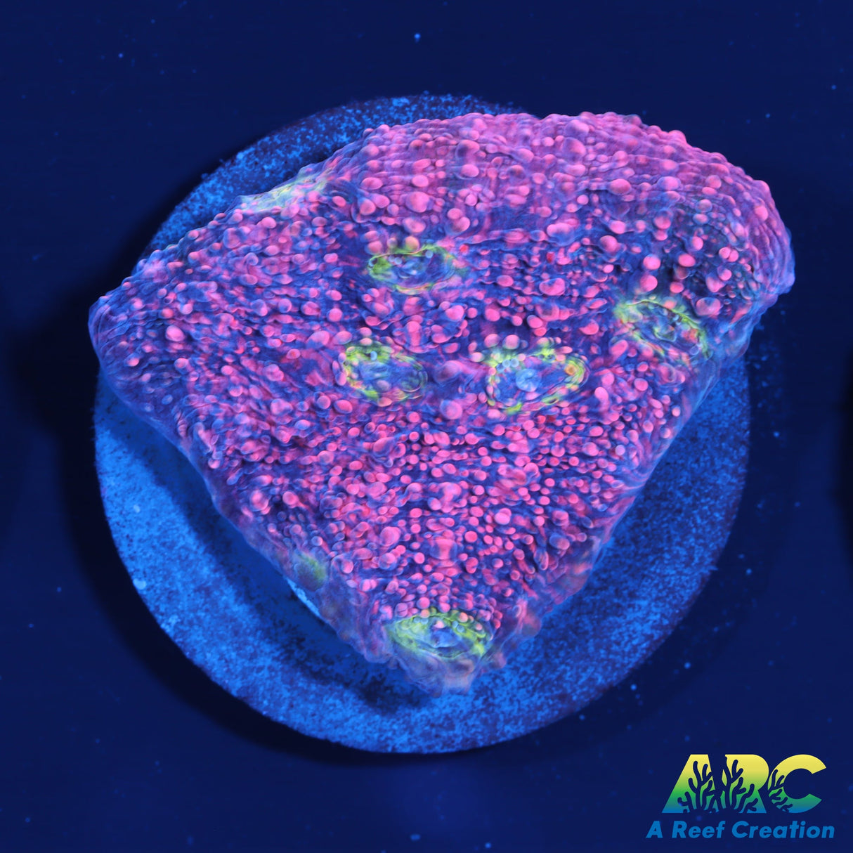 Rimless Watermelon Chalice