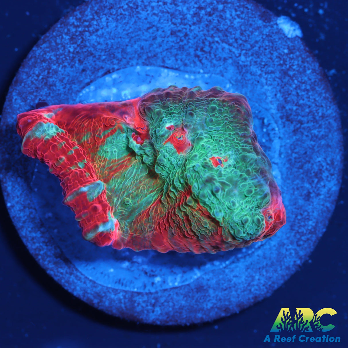 Tony's Shark Attack Chalice