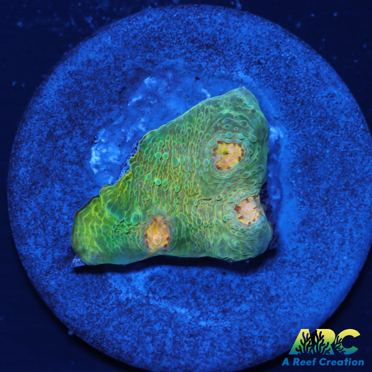 TCK Amazing Rainbow Chalice Green