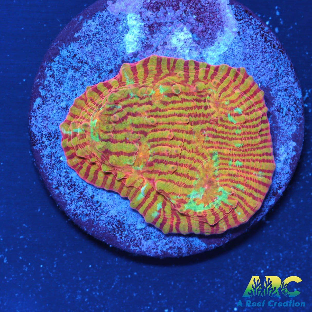 Tony's Crazy Convict Chalice