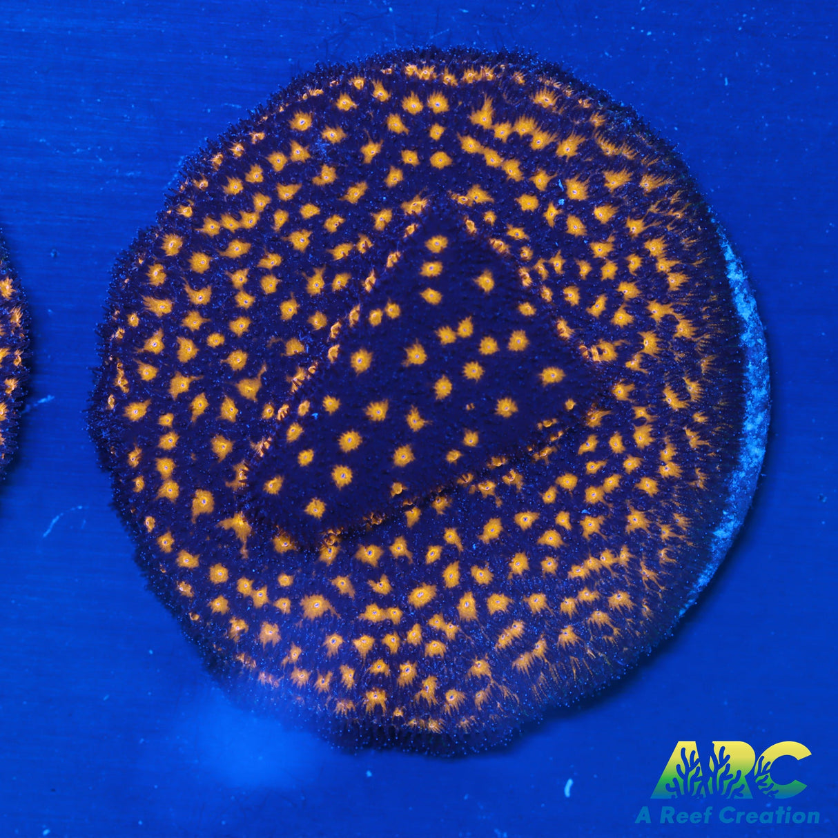 Outer Space Psammacora