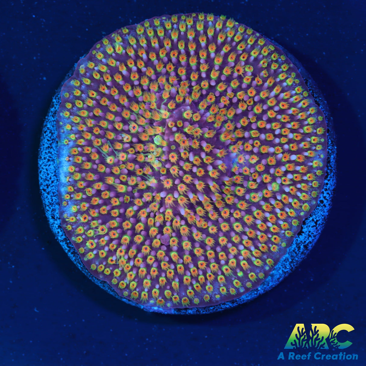 WWC Loony Tunes Stylo