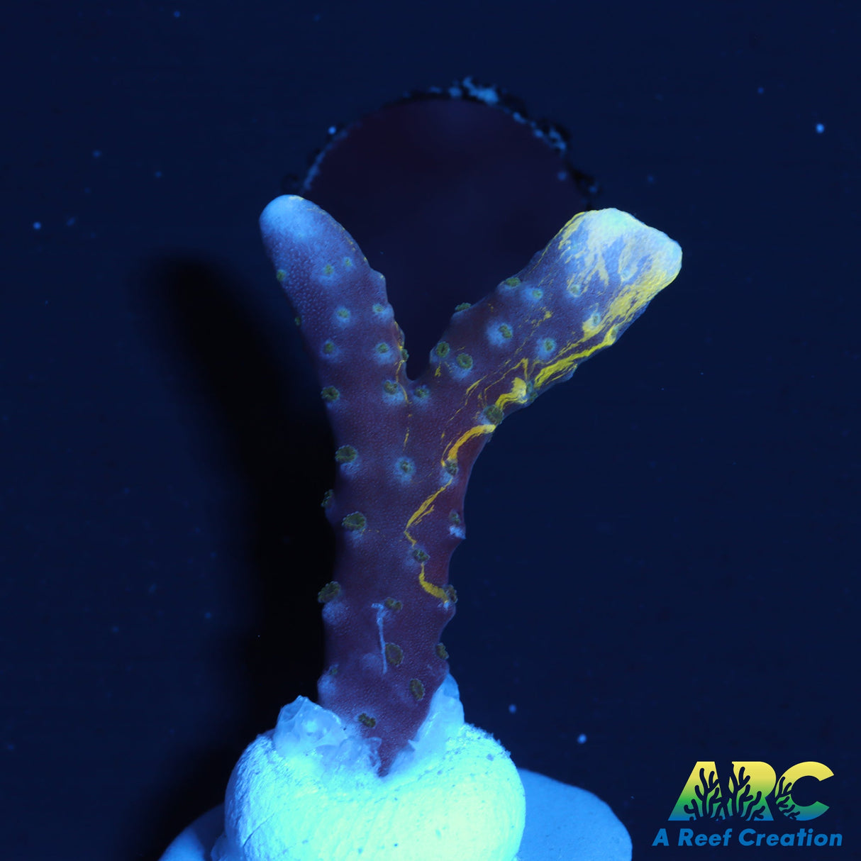 RRC Grafted Goldenrod Anacropora