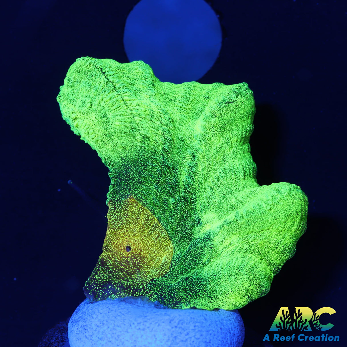 Space Invader Pectinia