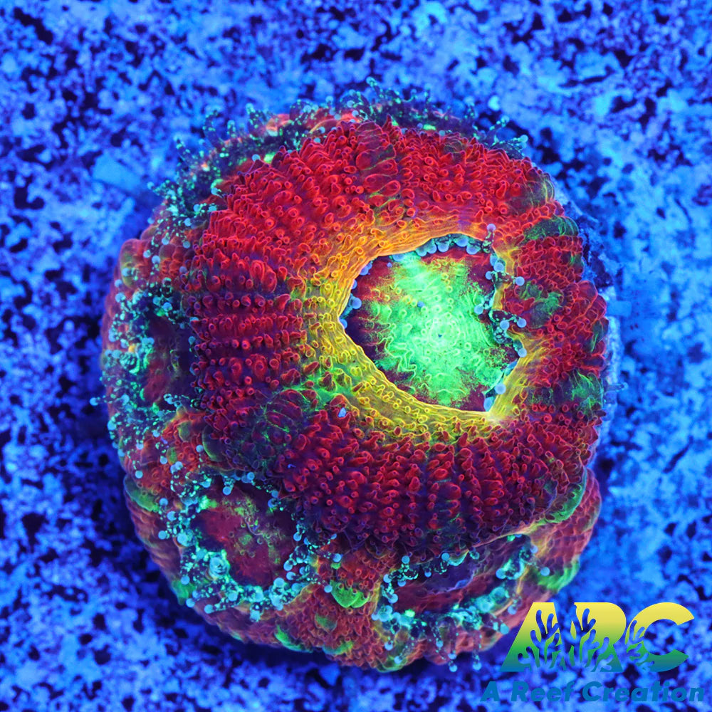 WWC Ruby Red Micromussa