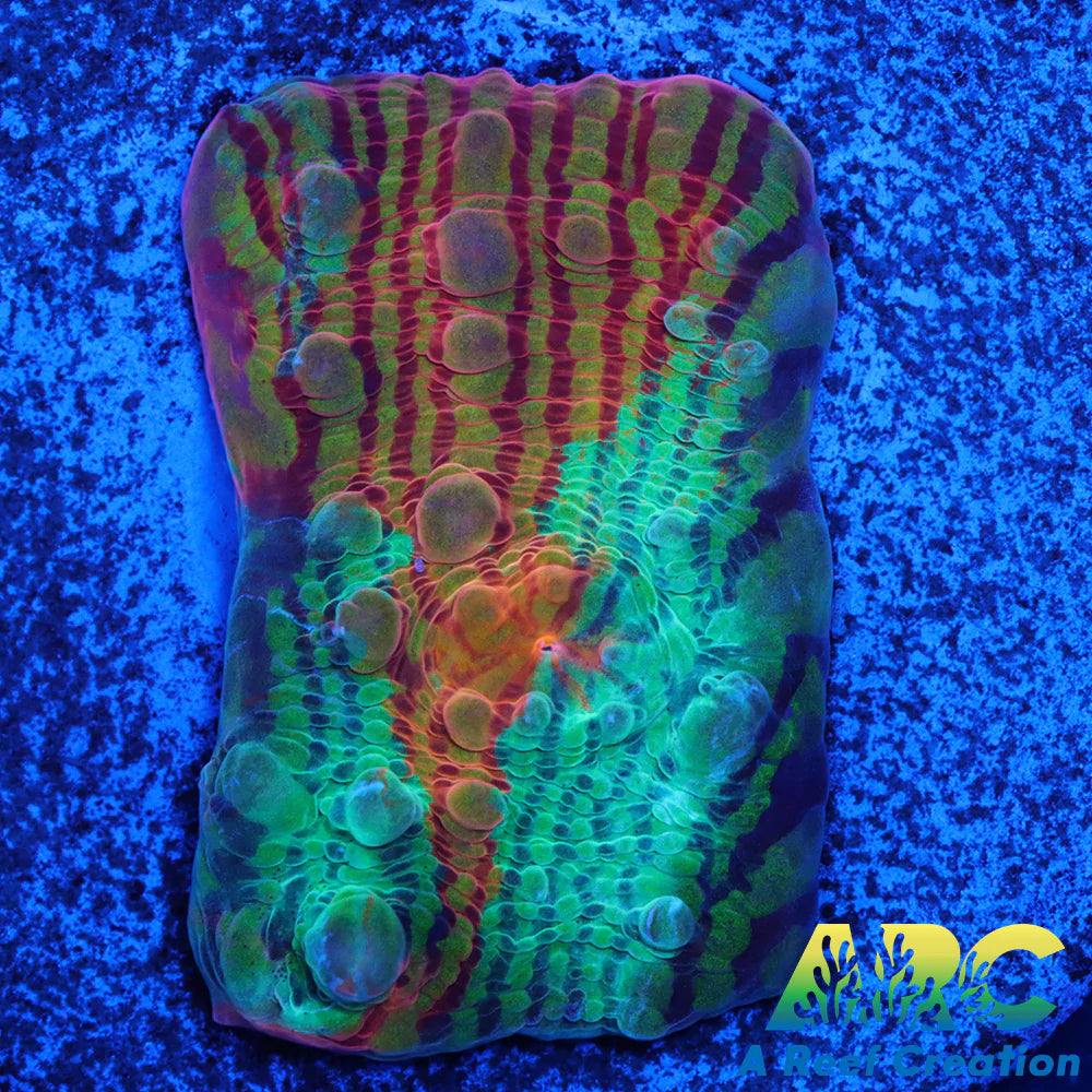 Tony's Crazy Convict Chalice