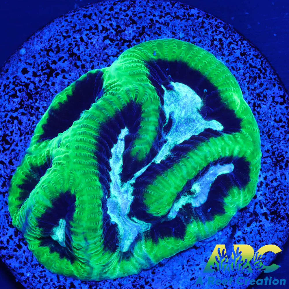 ARC Neon Goniastrea