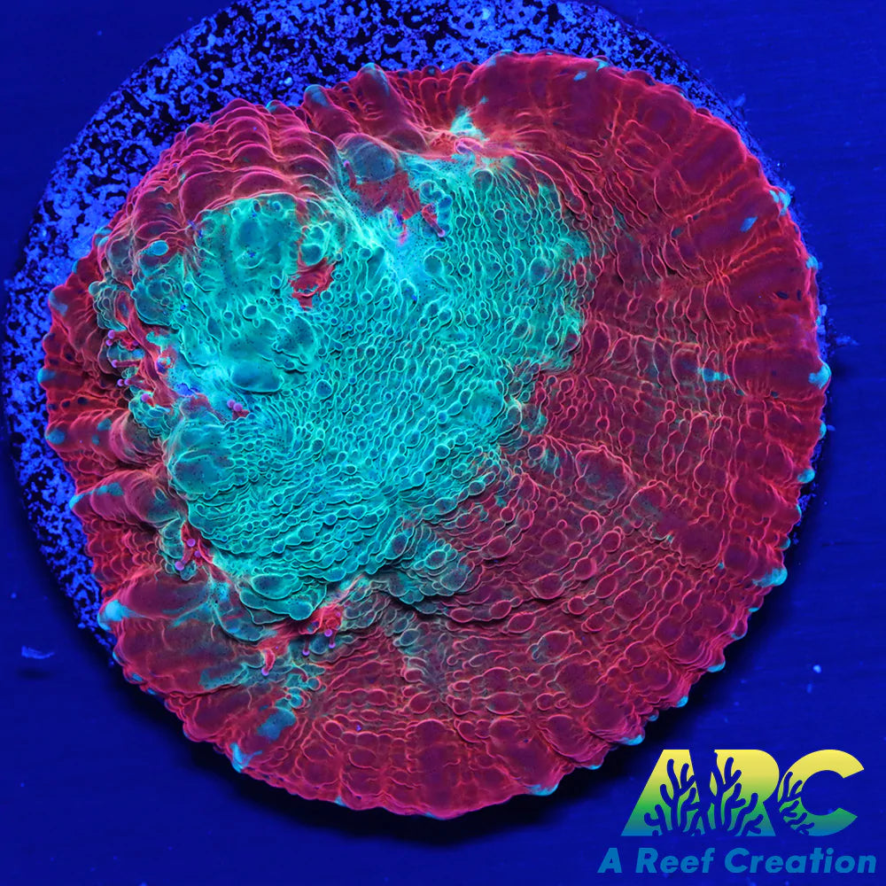 Tony's Shark Attack Chalice